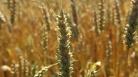 fotogramma del video Assestamento: Zannier, 22 mln risorse aggiuntive ad ...